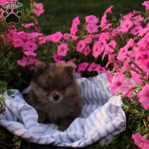 Angel, Pomeranian Puppy